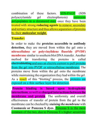 Western Blotting Practical | PDF