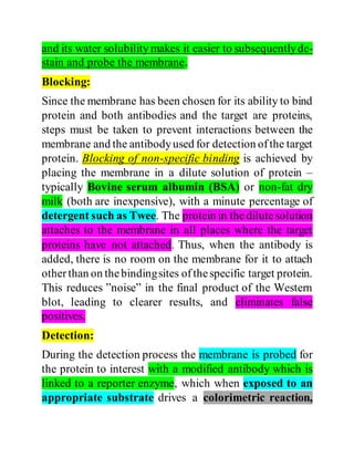 Western Blotting Practical | PDF