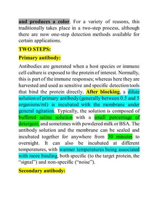 Western Blotting Practical | PDF