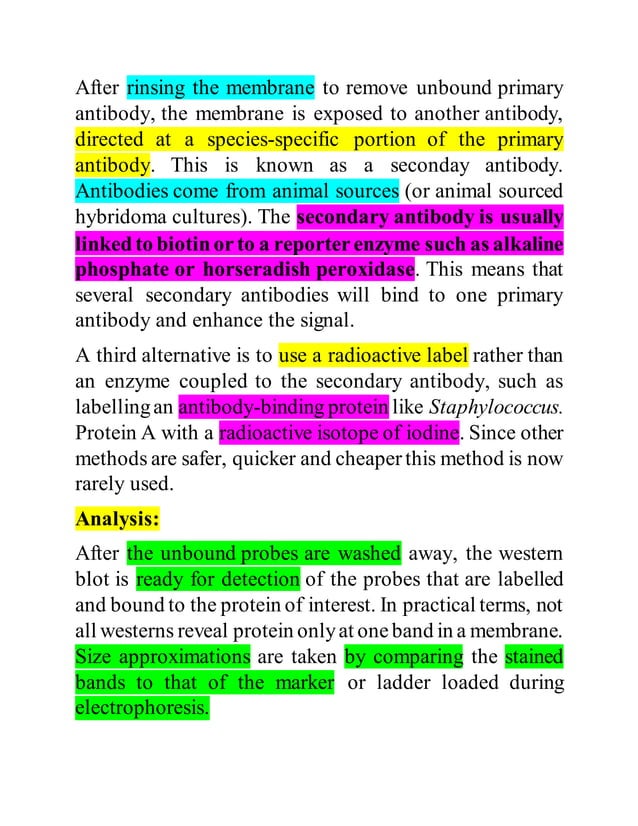 Western Blotting Practical | PDF