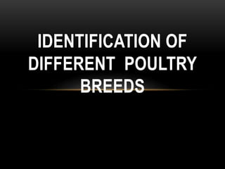 IDENTIFICATION OF
DIFFERENT POULTRY
BREEDS

 