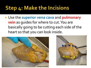  Use the superior vena cava and pulmonary
vein as guides for where to cut.You are
basically going to be cutting each side of the
heart so that you can look inside.
 