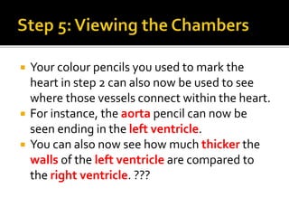  Your colour pencils you used to mark the
heart in step 2 can also now be used to see
where those vessels connect within the heart.
 For instance, the aorta pencil can now be
seen ending in the left ventricle.
 You can also now see how much thicker the
walls of the left ventricle are compared to
the right ventricle. ???
 