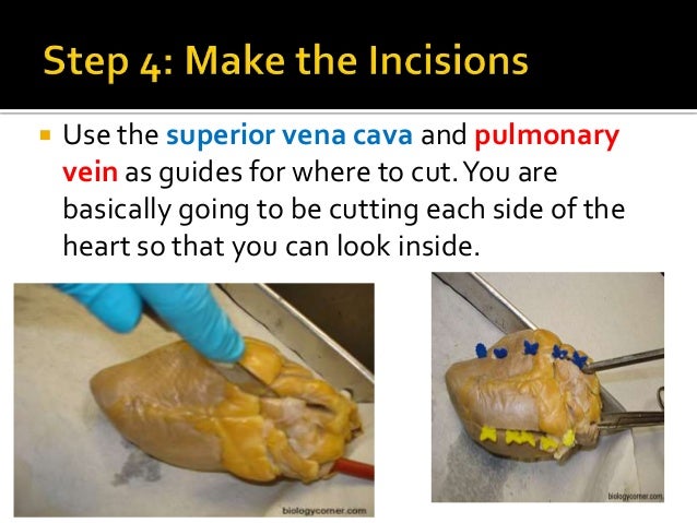 Practical 1 Pig Heart Dissection