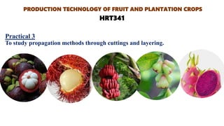 Practical 3
To study propagation methods through cuttings and layering.
PRODUCTION TECHNOLOGY OF FRUIT AND PLANTATION CROPS
HRT341
 