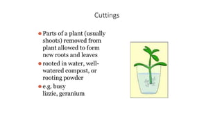 Cuttings
⚫Parts of a plant (usually
shoots) removed from
plant allowed to form
new roots and leaves
⚫rooted in water, well-
watered compost, or
rooting powder
⚫e.g. busy
lizzie, geranium
 