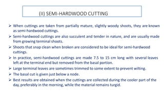 (II) SEMI-HARDWOOD CUTTING
 When cuttings are taken from partially mature, slightly woody shoots, they are known
as semi-hardwood cuttings.
 Semi-hardwood cuttings are also succulent and tender in nature, and are usually made
from growing terminal shoots.
 Shoots that snap clean when broken are considered to be ideal for semi-hardwood
cuttings.
 In practice, semi-hardwood cuttings are made 7.5 to 15 cm long with several leaves
left at the terminal end but removed from the basal portion.
 Large terminal leaves are sometimes trimmed to some extent to prevent wilting.
 The basal cut is given just below a node.
 Best results are obtained when the cuttings are collected during the cooler part of the
day, preferably in the morning, while the material remains turgid.
 