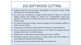 (III) SOFTWOOD CUTTING
 Cuttings made from soft succulent, non-lignified new growth of some woody
plants art known as softwood cuttings.
 As in the case of herbaceous cuttings, terminal portion of shoots are used for
making cuttings such cuttings are usually low in carbohydrate content and,
therefore, it is necessary to retain some leaves for manufacture of carbohydrates
during rooting.
 As with the herbaceous cuttings, softwood cuttings are to be handled carefully in
order to prevent wilting.
 Proper choice of shoots for making softwood cuttings is an important factor.
 Very fast growing, soft and tender shoots arc not suitable for making softwood
cuttings, as they tend to rot before rooting.
 Similarly thin, slender and slow-growing shoots are also unsuitable.
 Moderately vigorous shoots growing on healthy plants under full sunlight are
most suitable for making softwood cuttings.
 Sometimes lateral shoots perform better than the terminal ones.
 