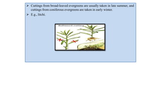  Cuttings from broad-leaved evergreens are usually taken in late summer, and
cuttings from coniferous evergreens are taken in early winter.
 E.g., litchi.
 