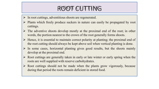 ROOT CUTTING
 In root cuttings, adventitious shoots are regenerated.
 Plants which freely produce suckers in nature can easily be propagated by root
cuttings.
 The adventive shoots develop mostly at the proximal end of the root; in other
words, the portion nearest to the crown of the root generally forms shoots.
 Hence, it is essential to maintain correct polarity at planting; the proximal end of
the root cutting should always be kept above soil when vertical planting is done.
 In some cases, horizontal planting gives good results, but the shoots mainly
develop at the proximal end.
 Root cuttings are generally taken in early or late winter or early spring when the
roots are well supplied with reserve carbohydrates.
 Root cuttings should not be made when the plants grow vigorously, because
during that period the roots remain deficient in stored food.
 