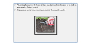  After the plants are well-formed, these can be transferred in pots or in beds in
a nursery for further growth.
 E.g., guava, apple, pear, cherry, persimmon, rhododendron, etc.
 