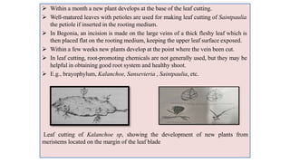  Within a month a new plant develops at the base of the leaf cutting.
 Well-matured leaves with petioles are used for making leaf cutting of Saintpaulia
the petiole if inserted in the rooting medium.
 In Begonia, an incision is made on the large veins of a thick fleshy leaf which is
then placed flat on the rooting medium, keeping the upper leaf surface exposed.
 Within a few weeks new plants develop at the point where the vein been cut.
 In leaf cutting, root-promoting chemicals are not generally used, but they may be
helpful in obtaining good root system and healthy shoot.
 E.g., brayophylum, Kalanchoe, Sansevieria , Saintpaulia, etc.
Leaf cutting of Kalanchoe sp, showing the development of new plants from
meristems located on the margin of the leaf blade
 