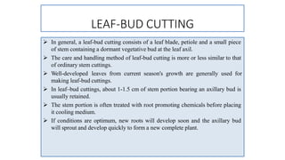 LEAF-BUD CUTTING
 In general, a leaf-bud cutting consists of a leaf blade, petiole and a small piece
of stem containing a dormant vegetative bud at the leaf axil.
 The care and handling method of leaf-bud cutting is more or less similar to that
of ordinary stem cuttings.
 Well-developed leaves from current season's growth are generally used for
making leaf-bud cuttings.
 In leaf–bud cuttings, about 1-1.5 cm of stem portion bearing an axillary bud is
usually retained.
 The stem portion is often treated with root promoting chemicals before placing
it cooling medium.
 If conditions are optimum, new roots will develop soon and the axillary bud
will sprout and develop quickly to form a new complete plant.
 