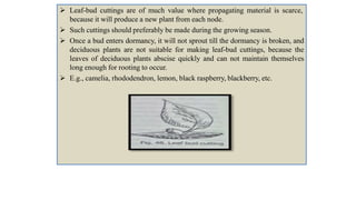  Leaf-bud cuttings are of much value where propagating material is scarce,
because it will produce a new plant from each node.
 Such cuttings should preferably be made during the growing season.
 Once a bud enters dormancy, it will not sprout till the dormancy is broken, and
deciduous plants are not suitable for making leaf-bud cuttings, because the
leaves of deciduous plants abscise quickly and can not maintain themselves
long enough for rooting to occur.
 E.g., camelia, rhododendron, lemon, black raspberry, blackberry, etc.
 