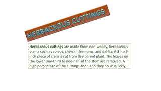 Herbaceous cuttings are made from non-woody, herbaceous
plants such as coleus, chrysanthemums, and dahlia. A 3- to 5-
inch piece of stem is cut from the parent plant. The leaves on
the lower one-third to one-half of the stem are removed. A
high percentage of the cuttings root, and they do so quickly.
 