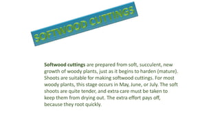 Softwood cuttings are prepared from soft, succulent, new
growth of woody plants, just as it begins to harden (mature).
Shoots are suitable for making softwood cuttings. For most
woody plants, this stage occurs in May, June, or July. The soft
shoots are quite tender, and extra care must be taken to
keep them from drying out. The extra effort pays off,
because they root quickly.
 