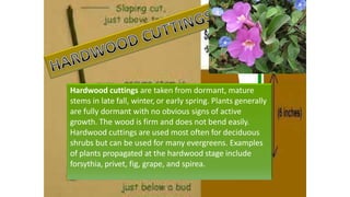 Hardwood cuttings are taken from dormant, mature
stems in late fall, winter, or early spring. Plants generally
are fully dormant with no obvious signs of active
growth. The wood is firm and does not bend easily.
Hardwood cuttings are used most often for deciduous
shrubs but can be used for many evergreens. Examples
of plants propagated at the hardwood stage include
forsythia, privet, fig, grape, and spirea.
 