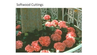 Softwood Cuttings
 