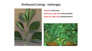 Shoftwood Cuttings - Hydrangea
Butterfly cutting (top)
Double-eye single node cutting (middle)
Single-eye single node cuttings (bottom)
 
