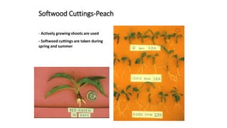 Softwood Cuttings-Peach
- Actively growing shoots are used
- Softwood cuttings are taken during
spring and summer
 