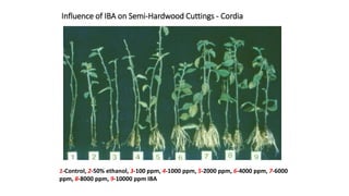 Influence of IBA on Semi-Hardwood Cuttings - Cordia
1-Control, 2-50% ethanol, 3-100 ppm, 4-1000 ppm, 5-2000 ppm, 6-4000 ppm, 7-6000
ppm, 8-8000 ppm, 9-10000 ppm IBA
 