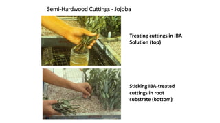 Semi-Hardwood Cuttings - Jojoba
Treating cuttings in IBA
Solution (top)
Sticking IBA-treated
cuttings in root
substrate (bottom)
 