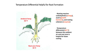 Temperature Differential Helpful for Root Formation
Ambient Temp
60 oF
Root zone Temp
70 oF
- Rooting requires
carbohydrates (energy),
auxin (growth
hormone), and rooting
cofactors (enzymes)
- Temperature
differential (10 oF)
between the ambient
air and root zone is
helpful for faster
rooting
 