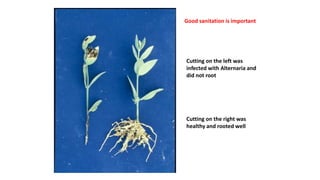 Good sanitation is important
Cutting on the left was
infected with Alternaria and
did not root
Cutting on the right was
healthy and rooted well
 