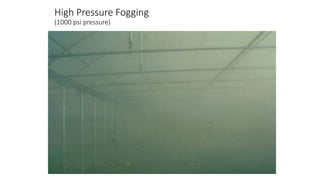 High Pressure Fogging
(1000 psi pressure)
 