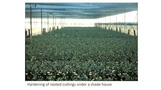 Hardening of rooted cuttings under a shade house
 