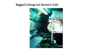Bagged Cuttings are Stored in Cold
 