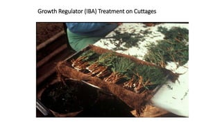 Growth Regulator (IBA) Treatment on Cuttages
 