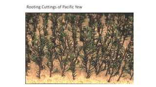 Rooting Cuttings of Pacific Yew
 