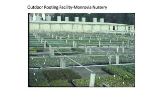 Outdoor Rooting Facility-Monrovia Nursery
 