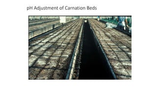 pH Adjustment of Carnation Beds
 
