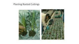 Planting Rooted Cuttings
 