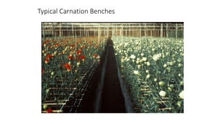 Typical Carnation Benches
 