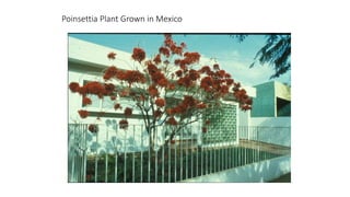 Poinsettia Plant Grown in Mexico
 