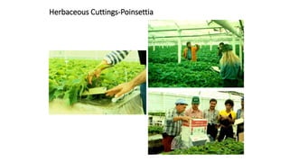 Herbaceous Cuttings-Poinsettia
 
