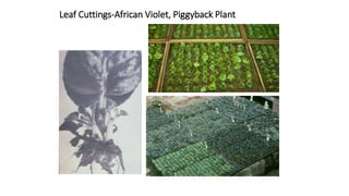 Leaf Cuttings-African Violet, Piggyback Plant
 