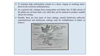  To maintain high carbohydrate content in a shoot, ringing or notching stems
down to the wood are useful practices.
 As a general rule, cuttings from young plants root better, but, if older shoots of
the plants are cut back hard, very often they can be induced to produce suitable
shoots for rooting.
 Broadly, there are four types of stem cuttings, namely hardwood, softwood,
semi-hardwood and herbaceous cuttings used for multiplication of plants as
follows:
 