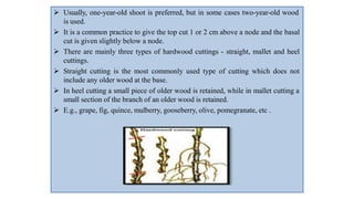  Usually, one-year-old shoot is preferred, but in some cases two-year-old wood
is used.
 It is a common practice to give the top cut 1 or 2 cm above a node and the basal
cut is given slightly below a node.
 There are mainly three types of hardwood cuttings - straight, mallet and heel
cuttings.
 Straight cutting is the most commonly used type of cutting which does not
include any older wood at the base.
 In heel cutting a small piece of older wood is retained, while in mallet cutting a
small section of the branch of an older wood is retained.
 E.g., grape, fig, quince, mulberry, gooseberry, olive, pomegranate, etc .
 