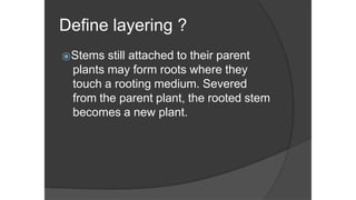 Define layering ?
⦿Stems still attached to their parent
plants may form roots where they
touch a rooting medium. Severed
from the parent plant, the rooted stem
becomes a new plant.
 
