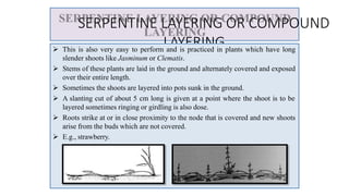 Layering propagation | PPTX