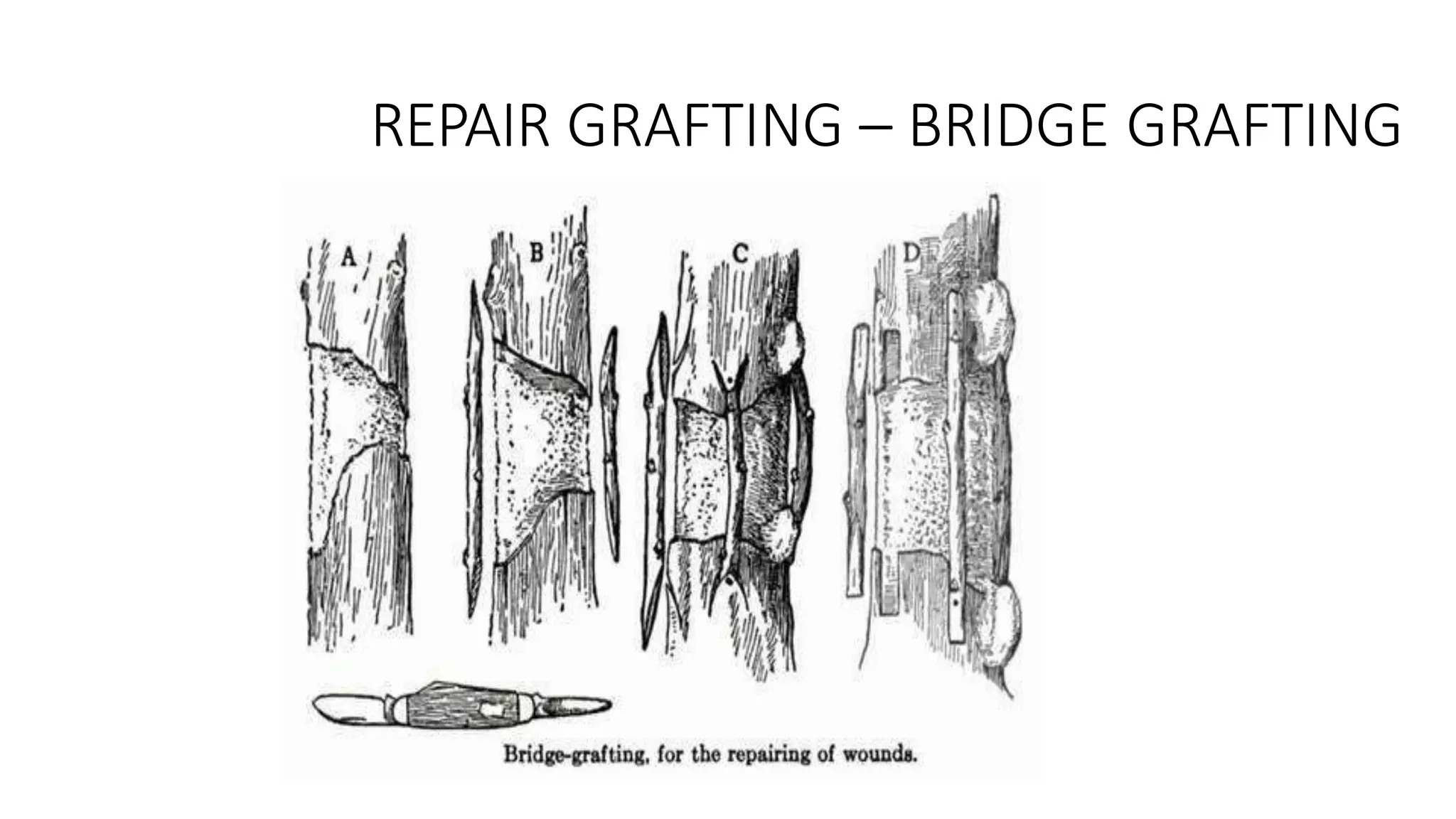 REPAIR GRAFTING – BRIDGE GRAFTING
 