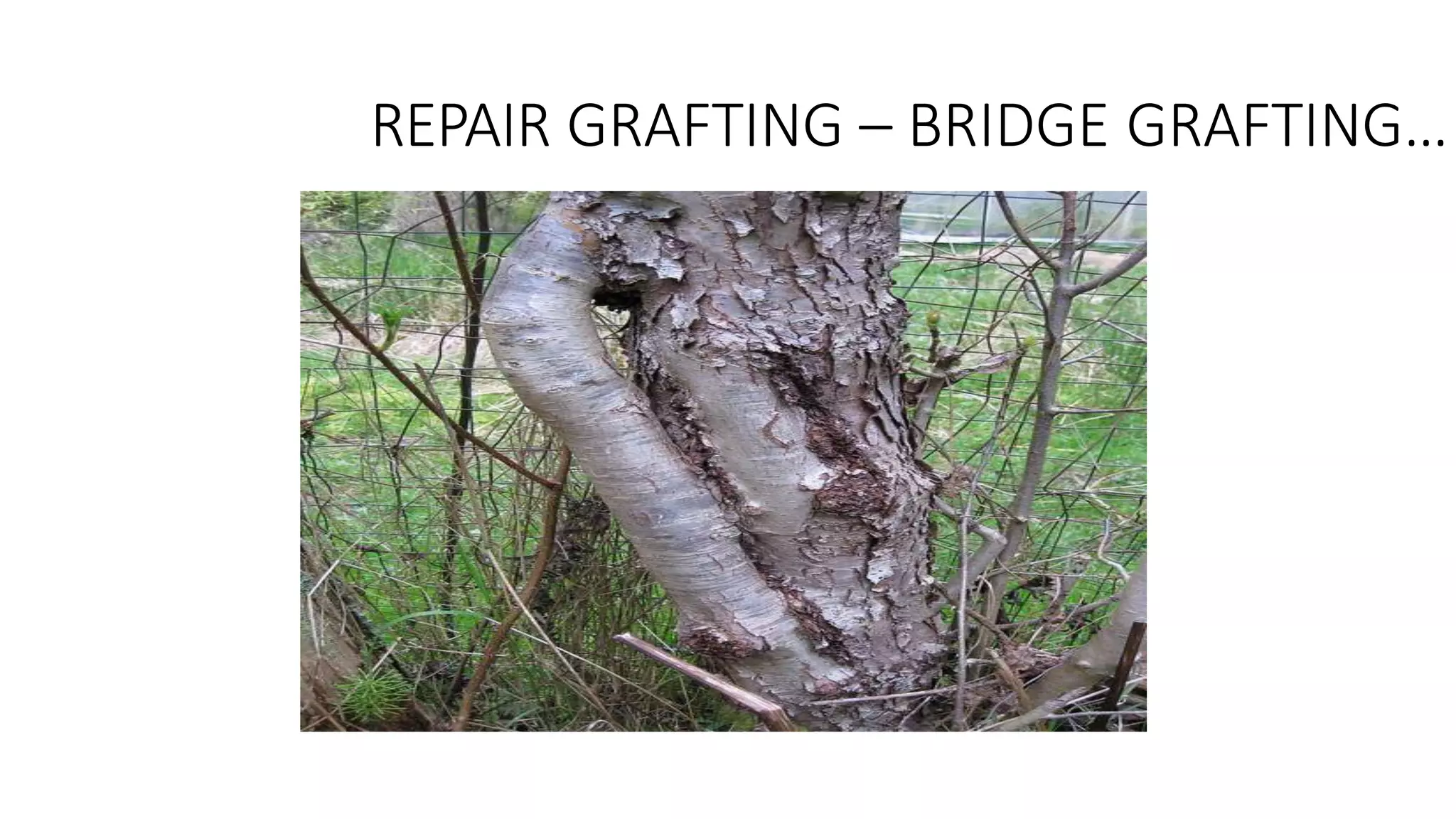 REPAIR GRAFTING – BRIDGE GRAFTING…
 