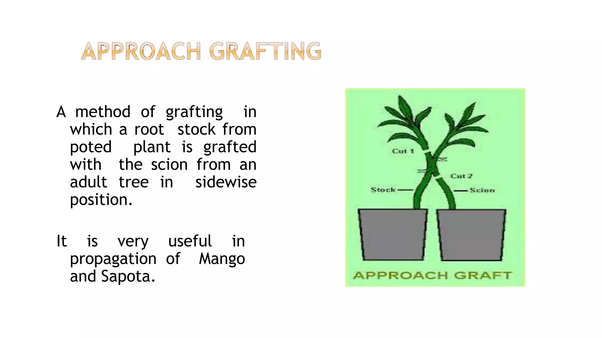 A method of grafting in
which a root stock from
poted plant is grafted
with the scion from an
adult tree in sidewise
position.
It is very useful in
propagation of Mango
and Sapota.
 