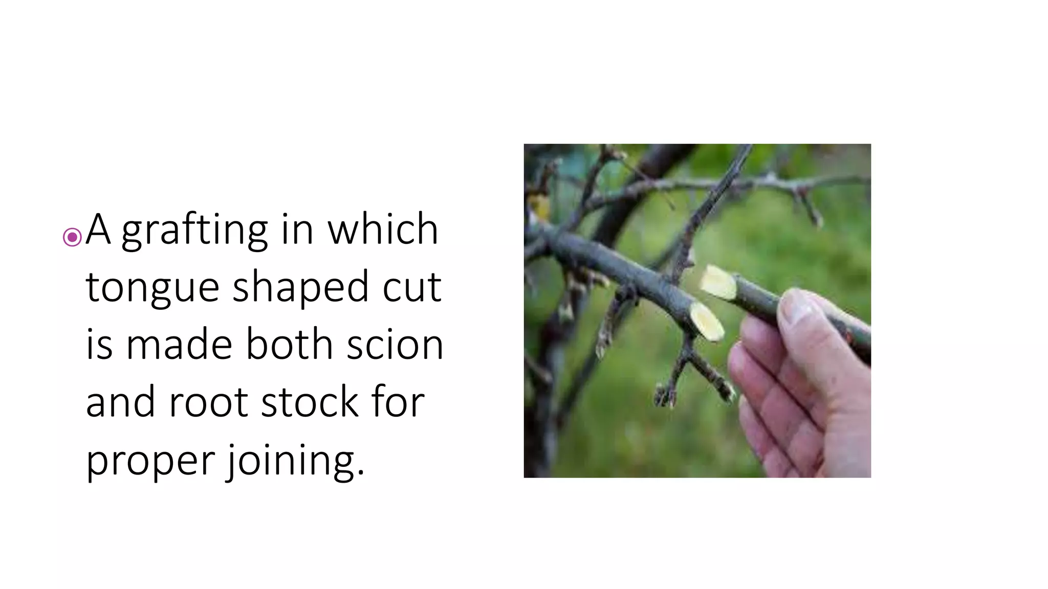 ⦿A grafting in which
tongue shaped cut
is made both scion
and root stock for
proper joining.
 