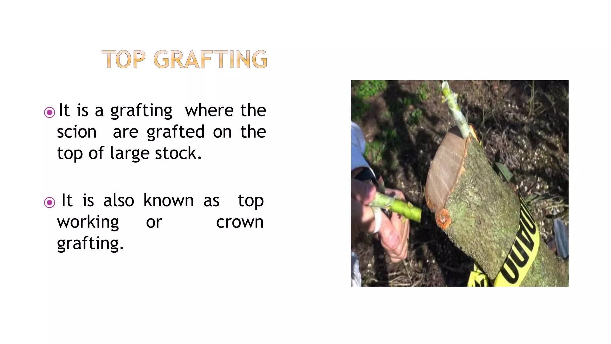 ⦿ It is a grafting where the
scion are grafted on the
top of large stock.
⦿ It is also known as top
working or crown
grafting.
 