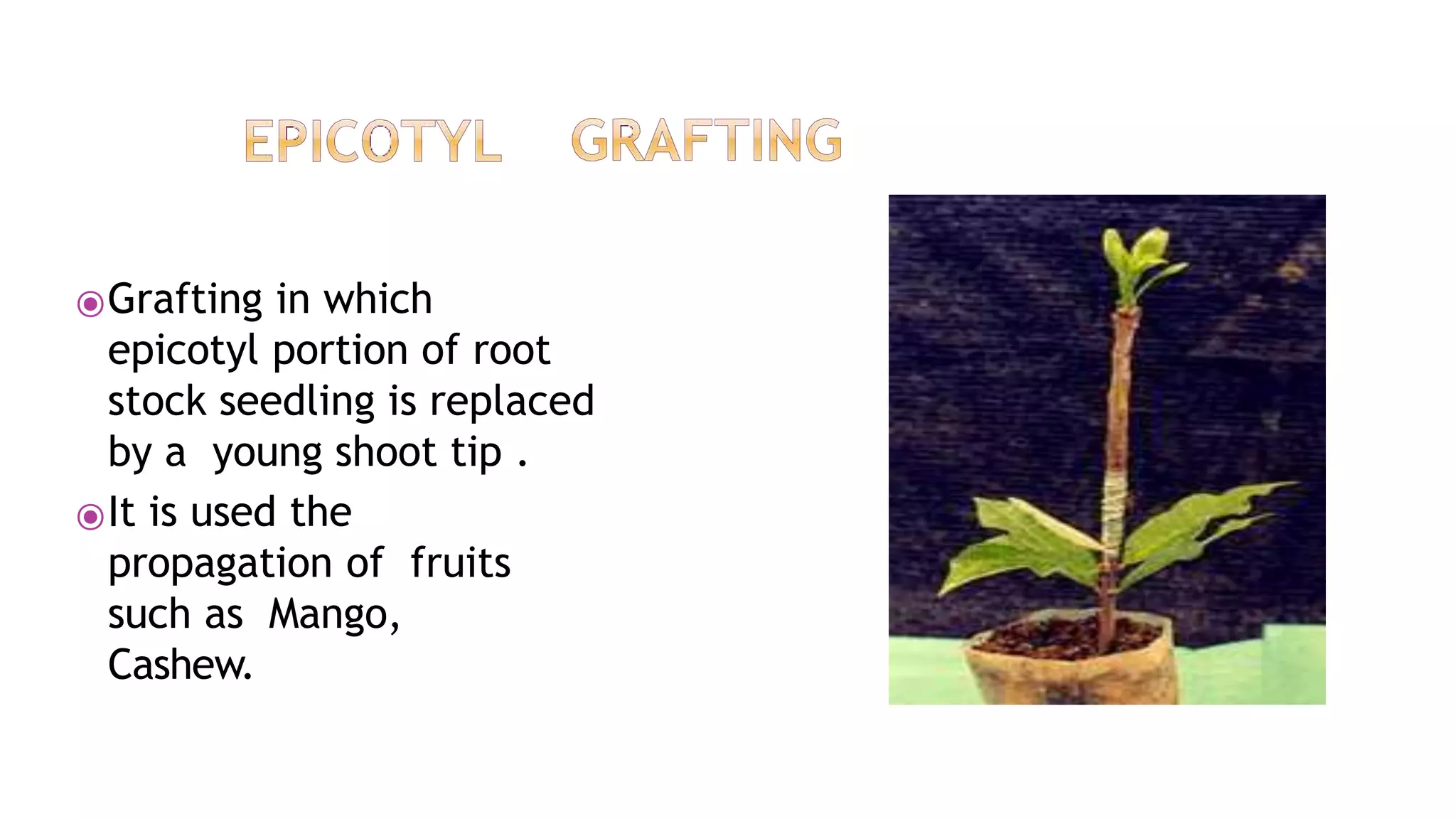 ⦿Grafting in which
epicotyl portion of root
stock seedling is replaced
by a young shoot tip .
⦿It is used the
propagation of fruits
such as Mango,
Cashew.
 
